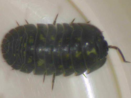 Armadillidium depressum