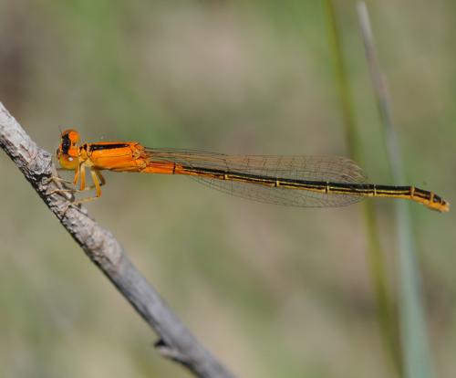 Réf. 36 395 : Ischnura pumilio
