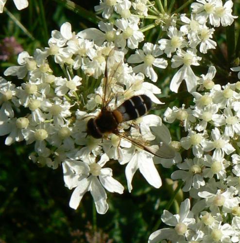 Leucozona glaucia