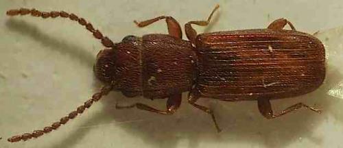 Cryptolestes ferrugineus
