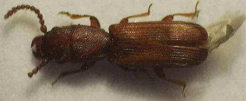 Leptophloeus clematidis