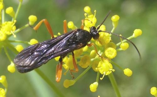Réf. 36 068 : Trogus lapidator