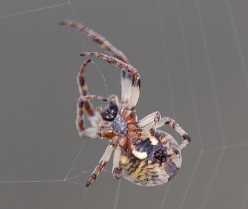 Larinioides cornutus