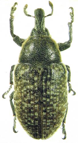Larinus sp.