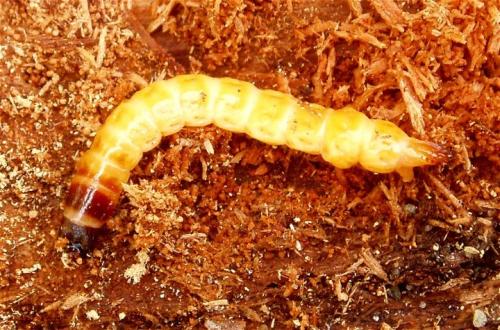 Danosoma conspersa