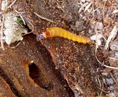 Réf. 36 794 : Danosoma fasciata