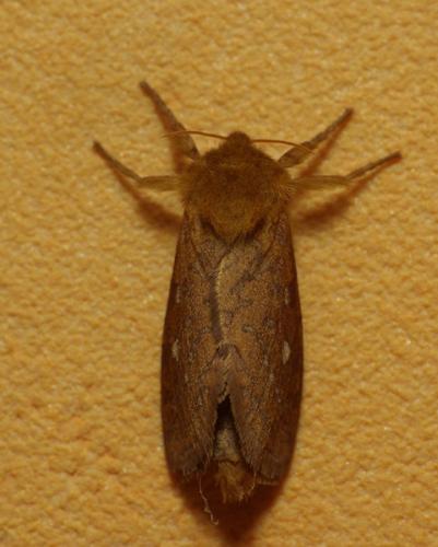 Triodia sylvina