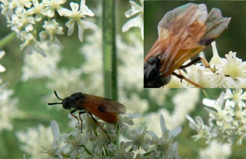 Arge cyanocrocea