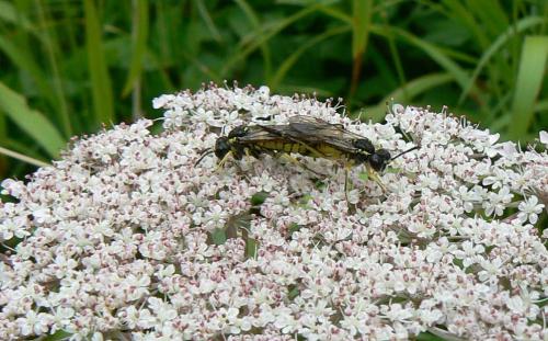 Tenthredo sp.