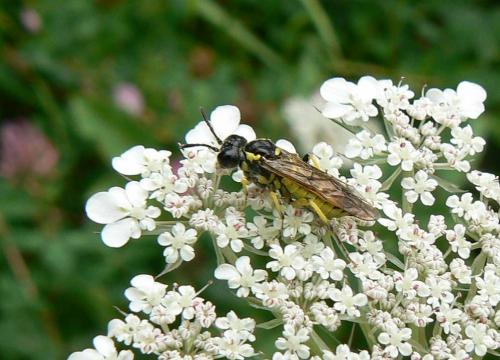 Tenthredo sp.