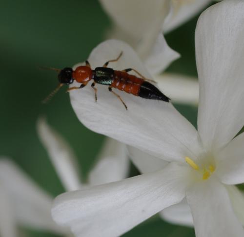 Réf. 36 867 : Paederus sp.