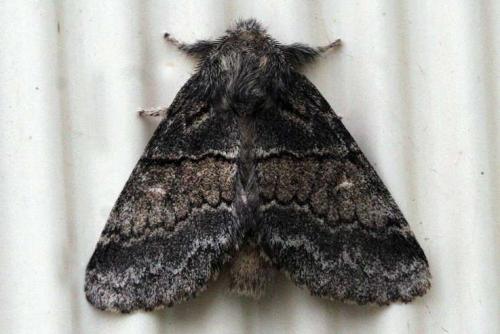 Réf. 36 281 : Gluphisia crenata