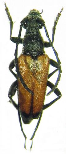 Réf. 36 043 : Anastrangalia sanguinolenta