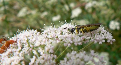 Tenthredo sp.