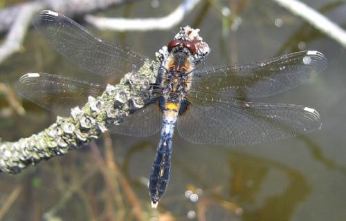 Réf. 36 459 : Leucorrhinia caudalis