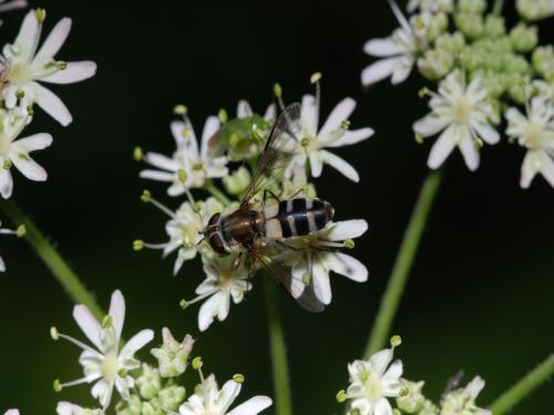 Réf. 36 687 : Leucozona laternaria