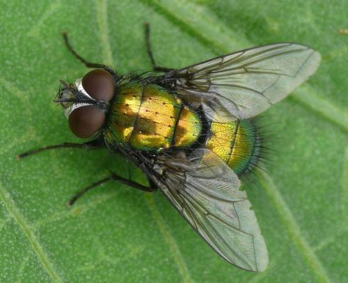 Réf. 36 640 : Lucilia silvarum