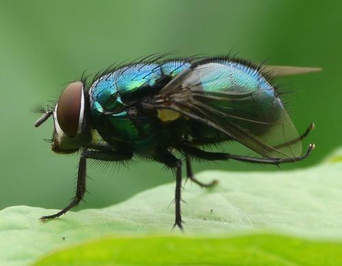 Réf. 36 642 : Lucilia ampullacea