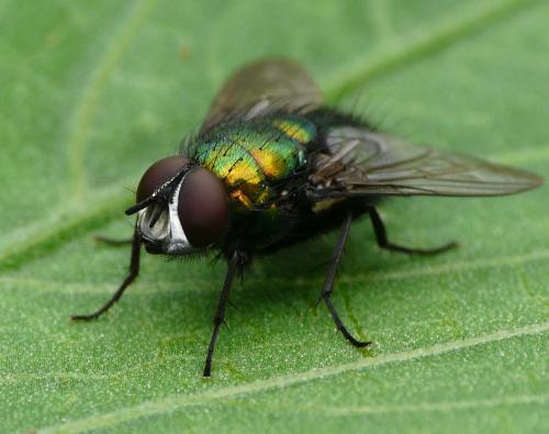 Lucilia silvarum