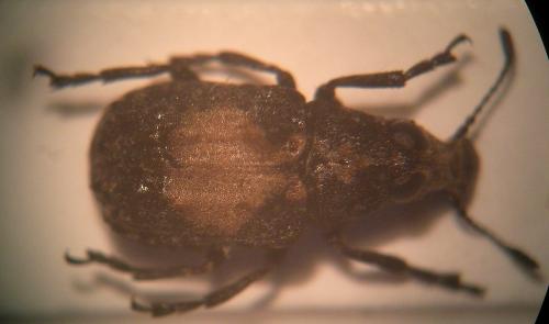 Gonotropis gibbosa