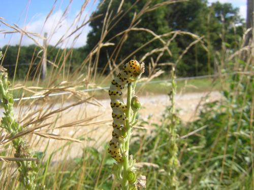 Réf. 36 073 : Cucullia lychnitis