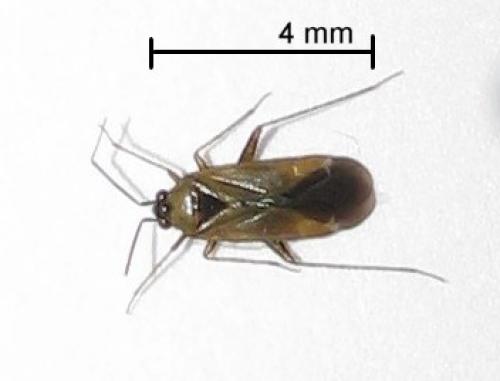 Réf. 36 695 : Plagiognathus arbustorum
