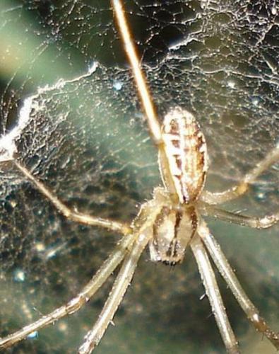 Linyphia sp.