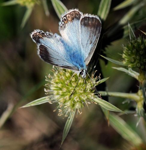 Réf. 36 681 : Polyommatus coridon