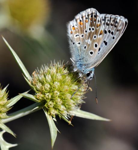 Polyommatus coridon