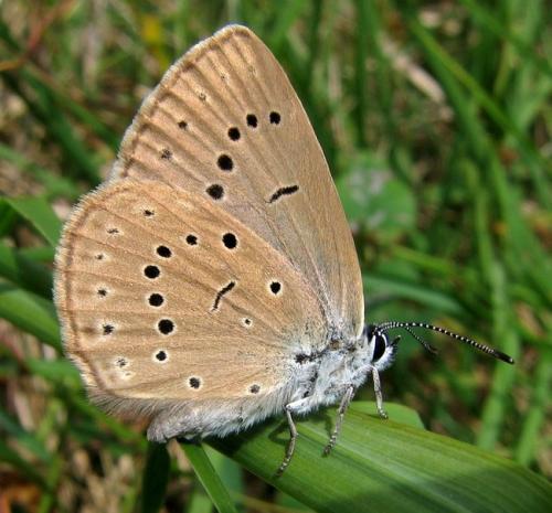 Phengaris teleius