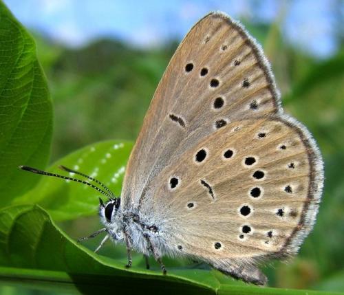 Phengaris teleius