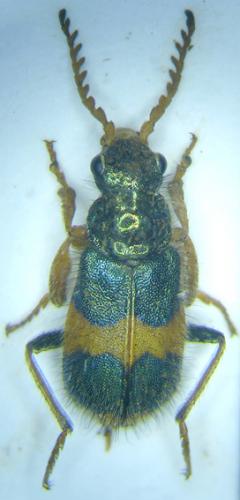 Hapalochrops senegalensis