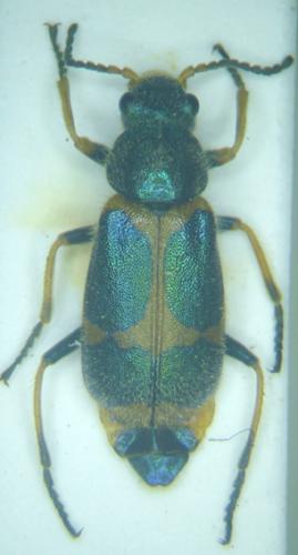 Hapalochrops senegalensis