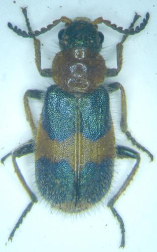 Hapalochrops senegalensis
