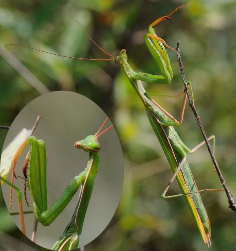 Mantis religiosa