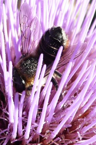 Megachile sp.