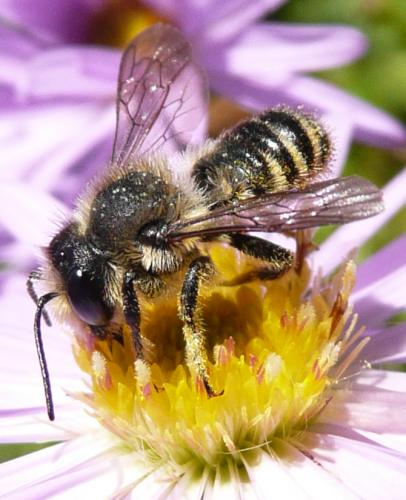 Megachile sp.