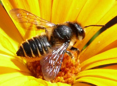 Réf. 36 956 : Megachile centuncularis