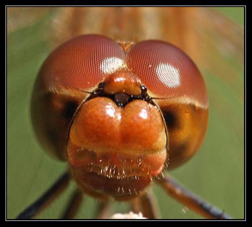 Sympetrum meridionale