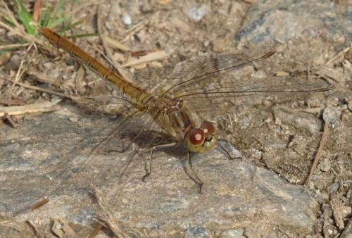 Sympetrum meridionale