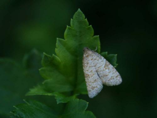 Réf. 36 404 : Isotrias stramentana