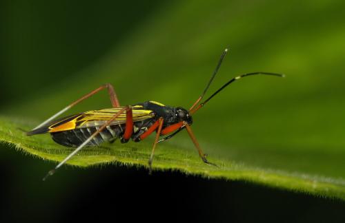 Miris striatus