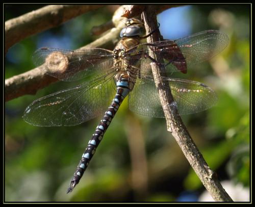 Réf. 36 882 : Aeshna mixta