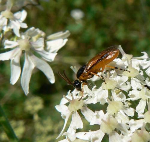 Arge ochropus