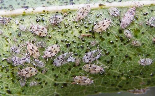 Monosteira unicostata
