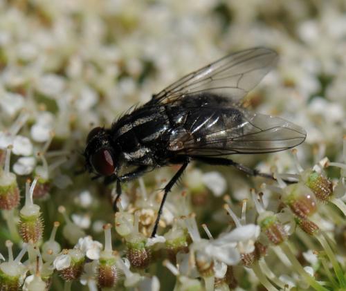 Réf. 36 185 : Morellia sp.