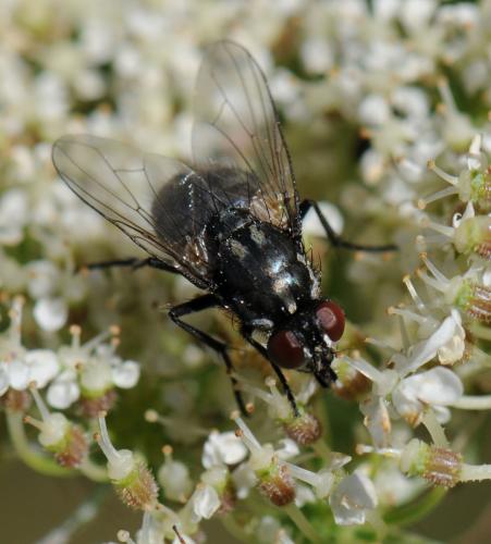 Réf. 36 186 : Morellia sp.
