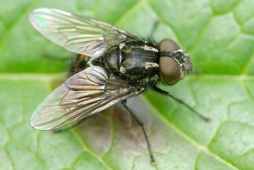 Réf. 36 576 : Graphomya maculata