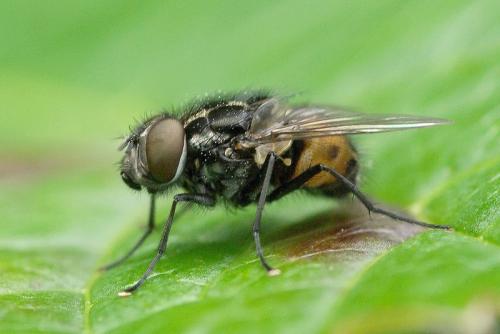 Réf. 36 577 : Graphomya maculata