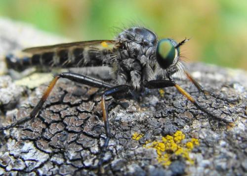 Neoitamus sp.